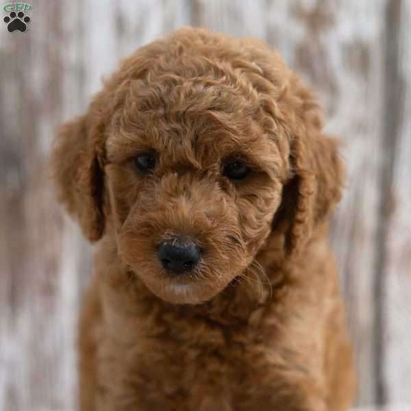 Keesha, Mini Labradoodle Puppy